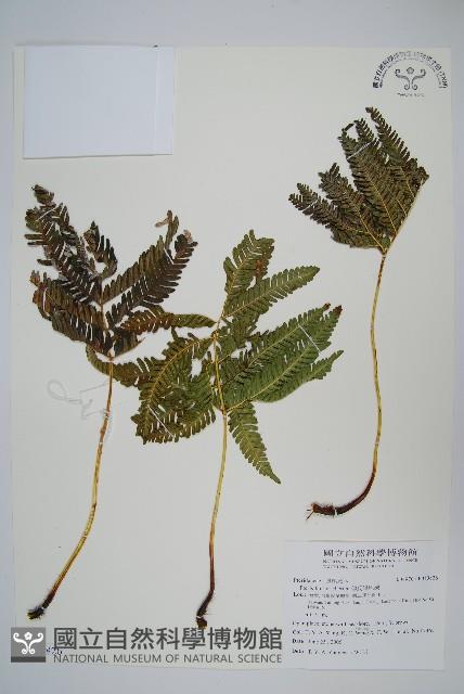 傅氏鳳尾蕨藏品圖，第1張