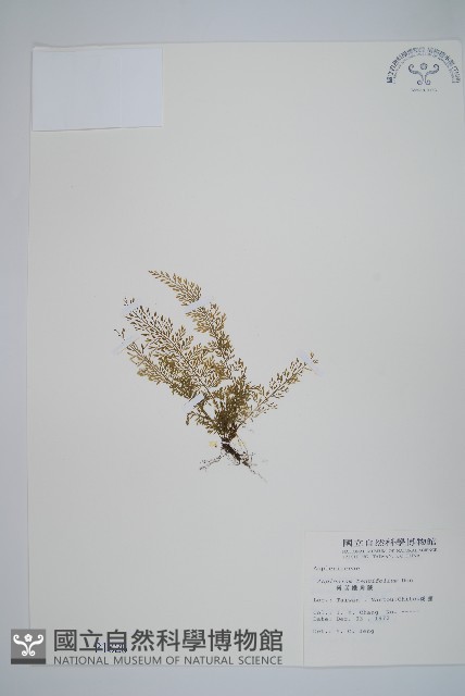 薄葉鐵角蕨藏品圖，第1張