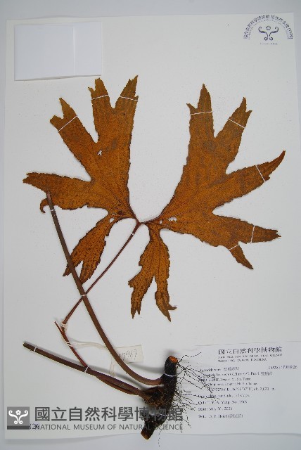 雙扇蕨藏品圖，第1張