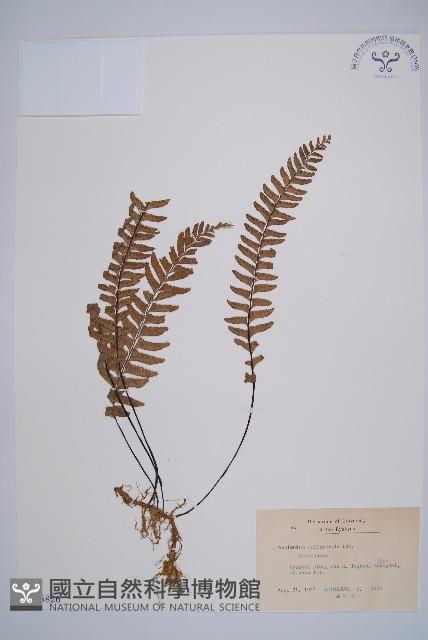 單邊鐵角蕨藏品圖，第1張