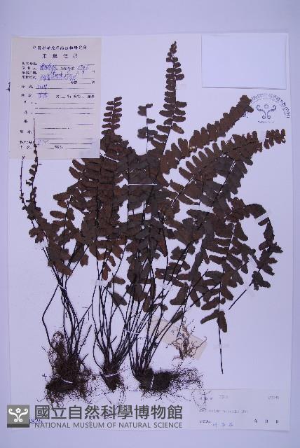 生芽鐵角蕨藏品圖，第1張