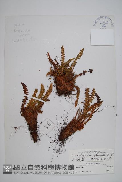 玉龍蕨藏品圖，第1張