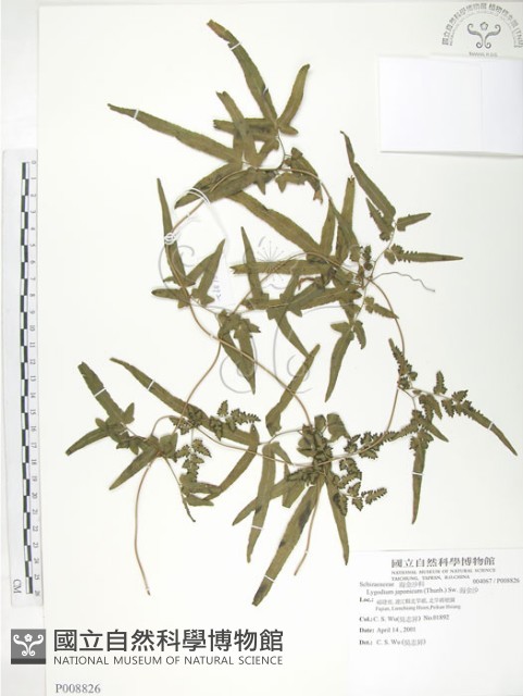 海金沙藏品圖，第1張
