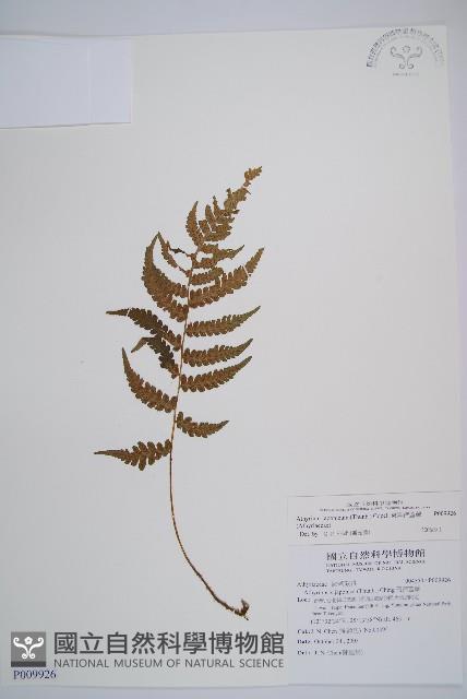 東洋蹄蓋蕨藏品圖，第1張