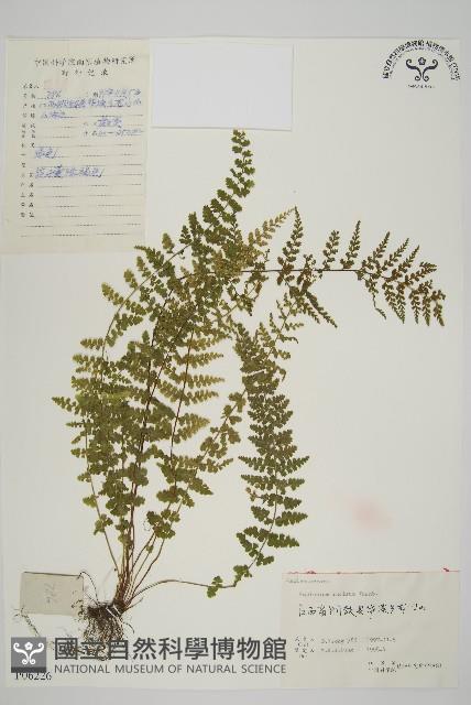 縮羽鐵角蕨藏品圖，第1張