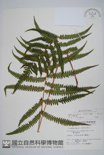 密毛毛蕨藏品圖，第1張