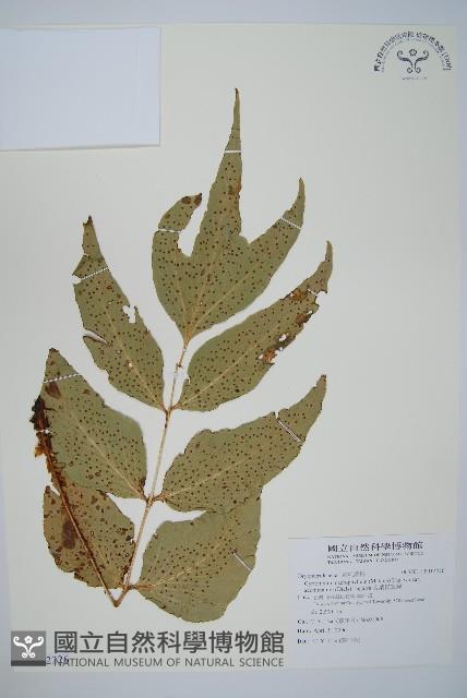 大葉貫眾蕨藏品圖，第1張