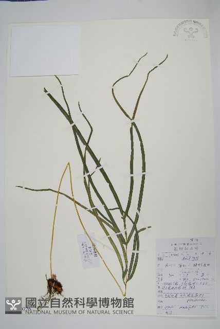 鳳尾蕨藏品圖，第1張