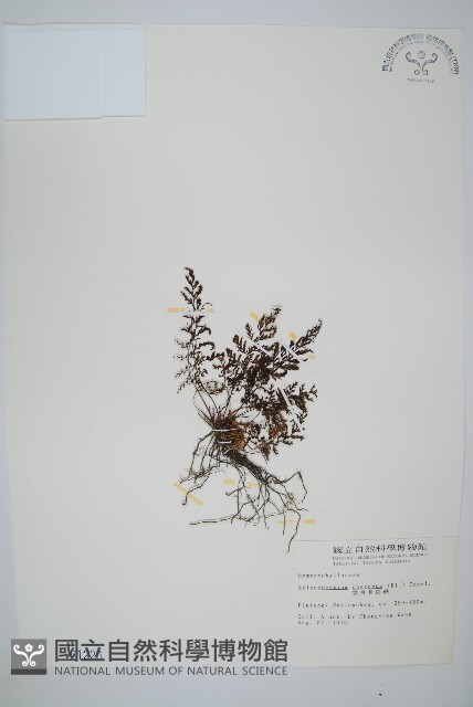 線片長筒蕨藏品圖，第1張