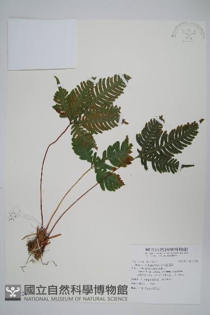 翅柄鳳尾蕨藏品圖，第1張
