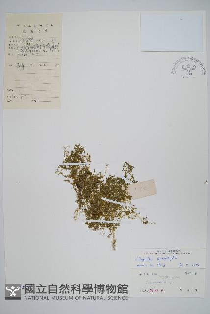 膜葉卷柏藏品圖，第1張