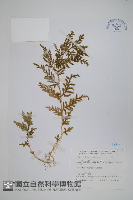 全緣卷柏藏品圖，第1張