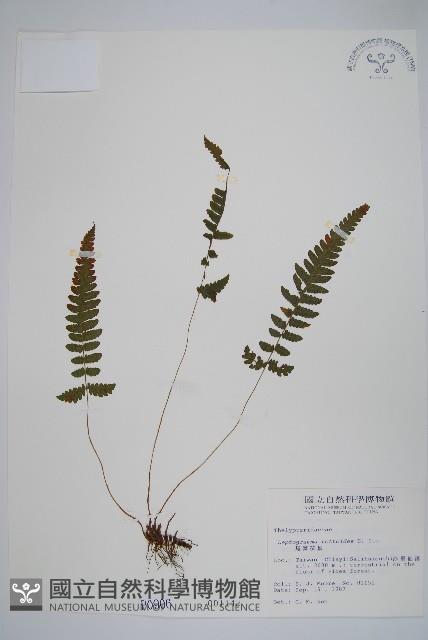 尾葉茯蕨藏品圖，第1張