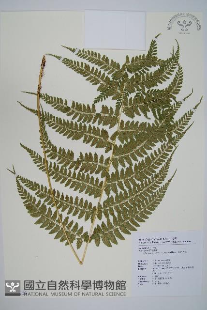 姬蹄蓋蕨藏品圖，第1張