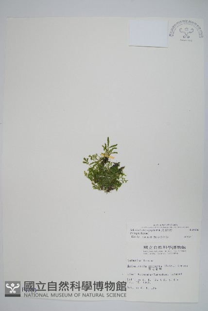 膜葉卷柏藏品圖，第1張