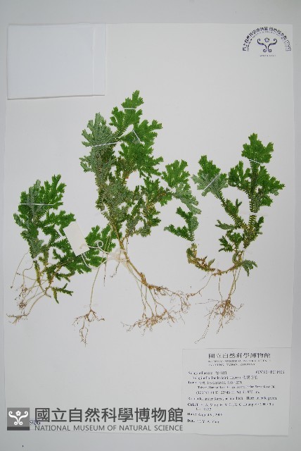 生根卷柏藏品圖，第1張