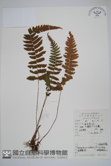 峨眉茯蕨藏品圖，第1張