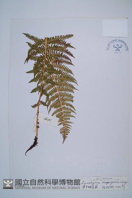 華中蛾眉蕨藏品圖，第1張