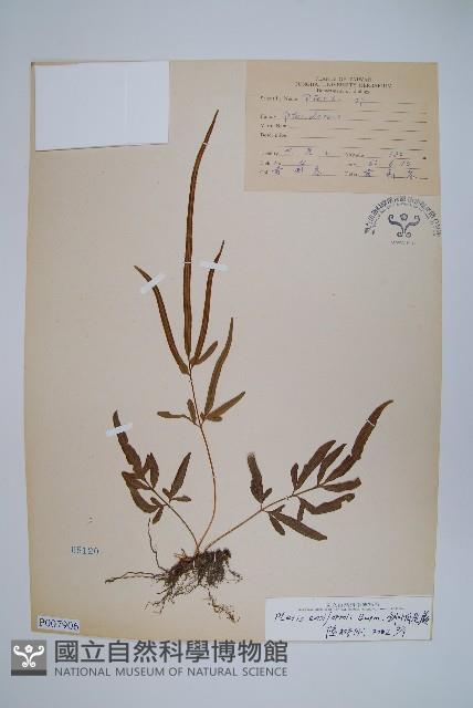 箭葉鳳尾蕨藏品圖，第1張