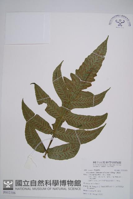 假腸蕨藏品圖，第1張