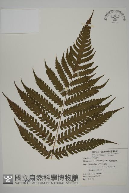 網脈突齒蕨藏品圖，第1張