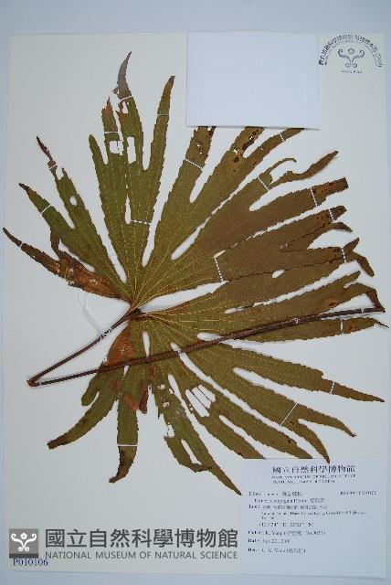 雙扇蕨藏品圖，第1張