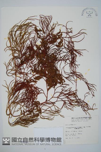 木賊葉石松藏品圖，第1張