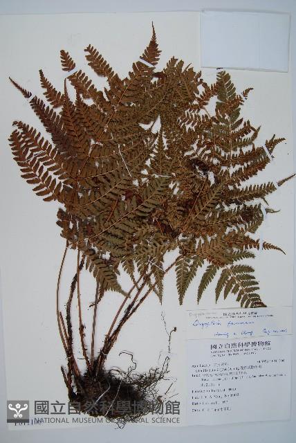 臺灣鱗毛蕨藏品圖，第1張