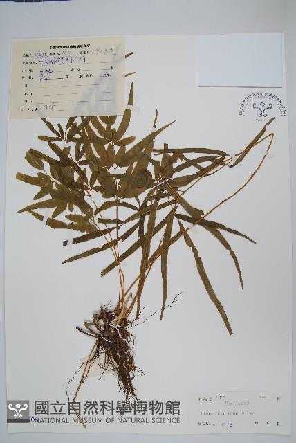 鳳尾蕨藏品圖，第1張