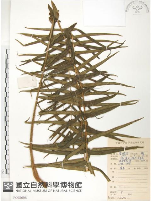 鱗蓋鳳尾蕨藏品圖，第1張