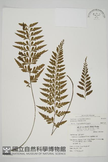 裂葉鐵角蕨藏品圖，第1張
