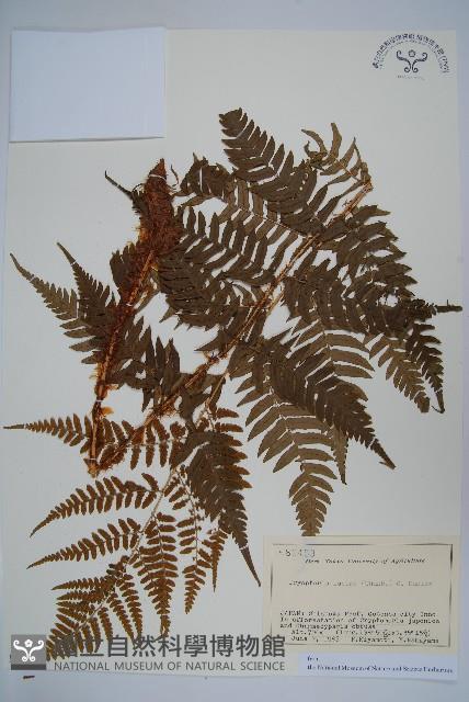 二型鱗毛蕨藏品圖，第1張