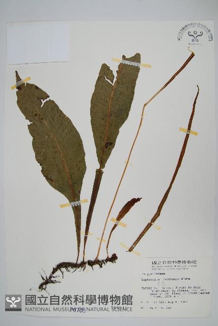 萊蕨藏品圖，第1張