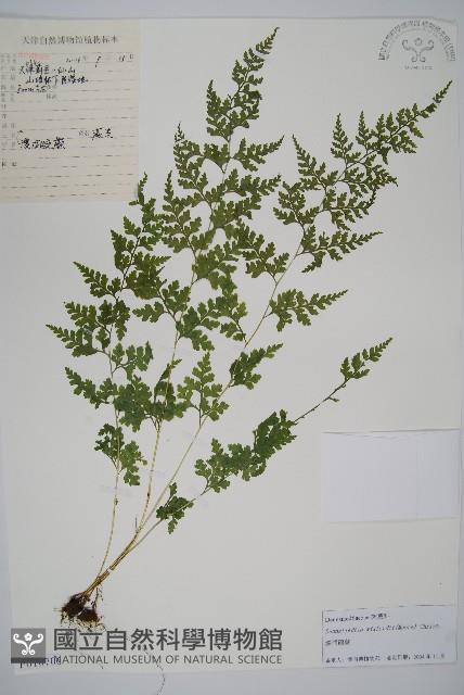 溪洞碗蕨藏品圖，第1張