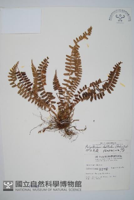 對生耳蕨藏品圖，第1張