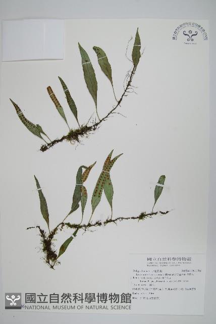 骨牌蕨藏品圖，第1張