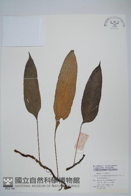 登錄號:P005706藏品圖，第1張