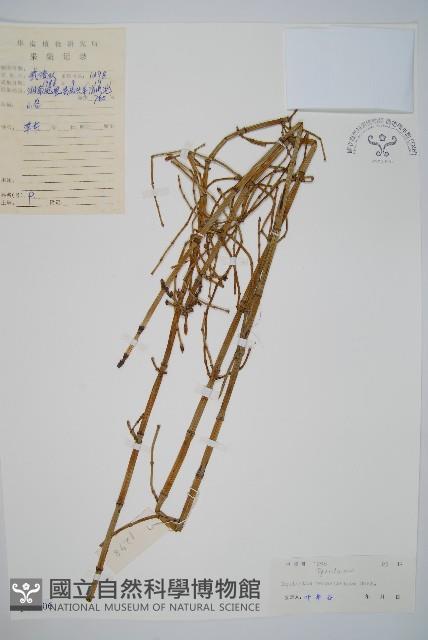 木賊藏品圖，第1張