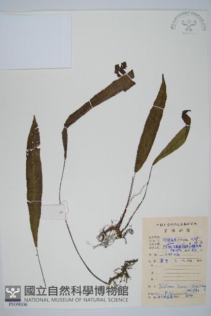 單葉雙蓋蕨藏品圖，第1張