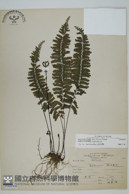 薄葉孔雀鐵角蕨、邊孢鐵角蕨藏品圖，第1張