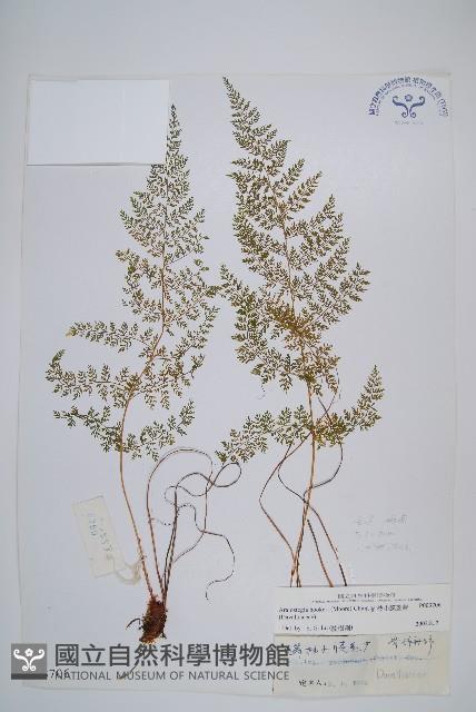 宿枝小膜蓋蕨藏品圖，第1張