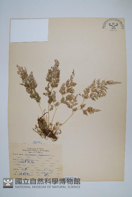 日本金粉蕨藏品圖，第1張