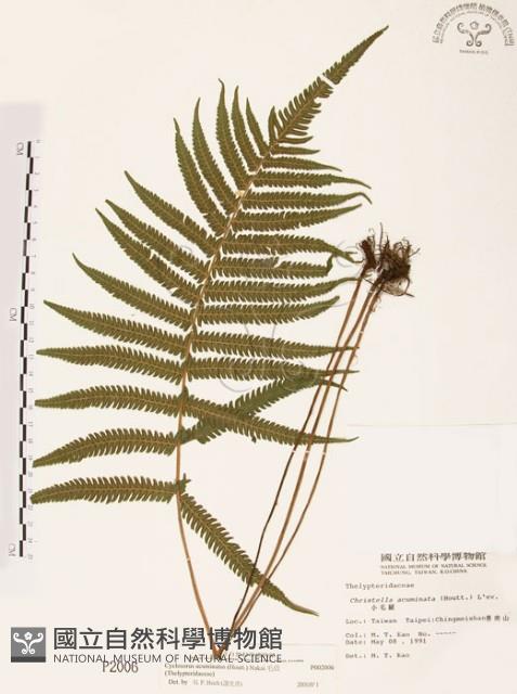 Accession Number:P002006 Collection Image