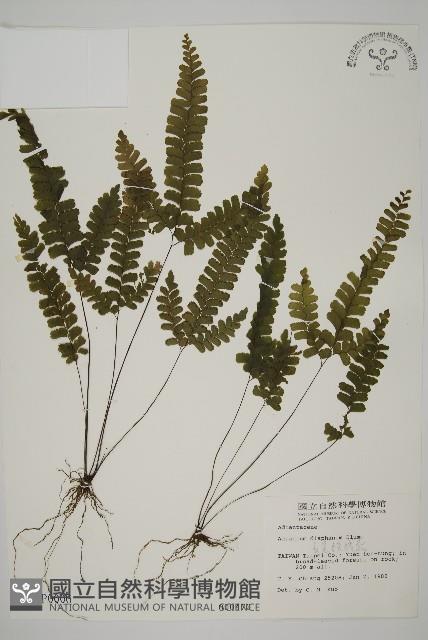 長尾鐵線蕨藏品圖，第1張