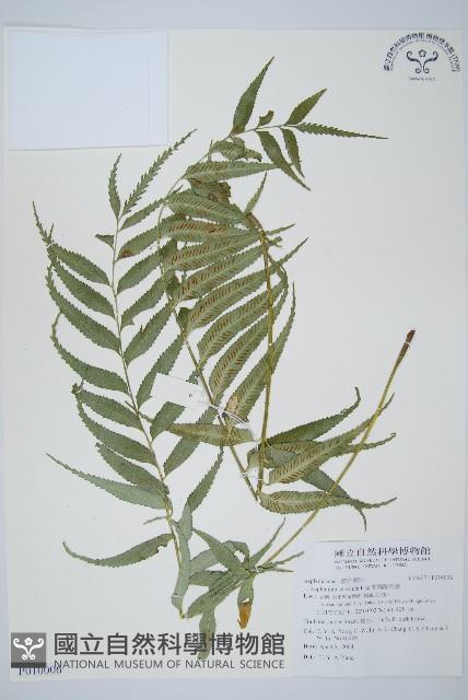 蘭嶼鐵角蕨藏品圖，第1張