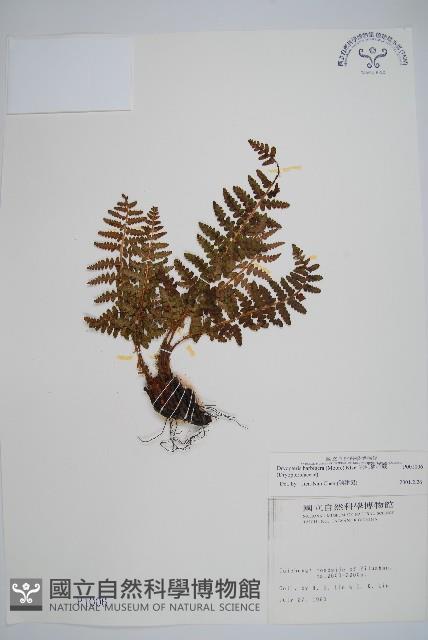 密毛鱗毛蕨藏品圖，第1張