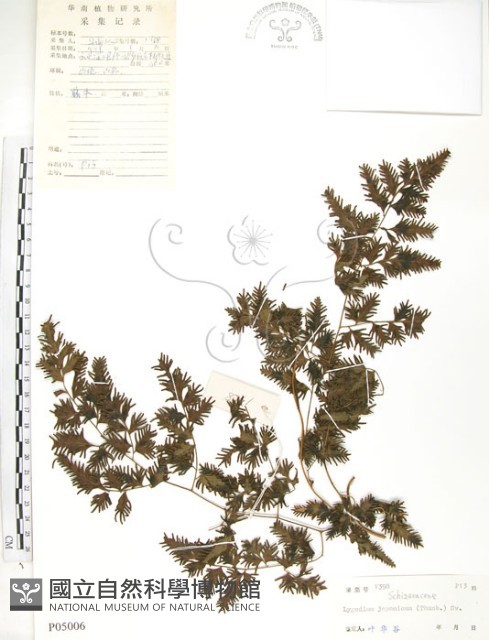 海金沙藏品圖，第1張