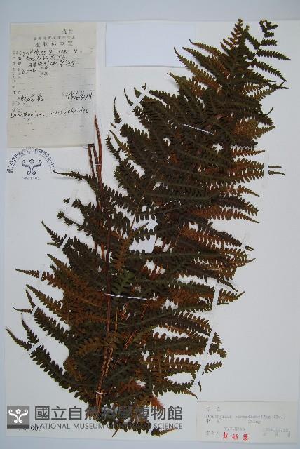 峨眉蕨藏品圖，第1張