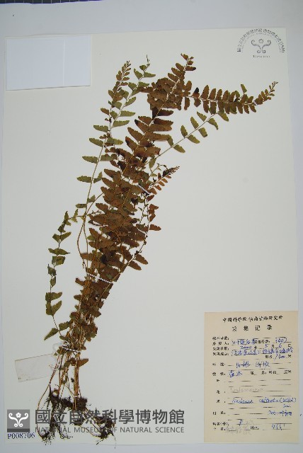 網脈鱗始蕨藏品圖，第1張