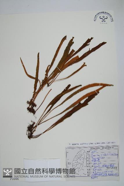 中國石葦藏品圖，第1張